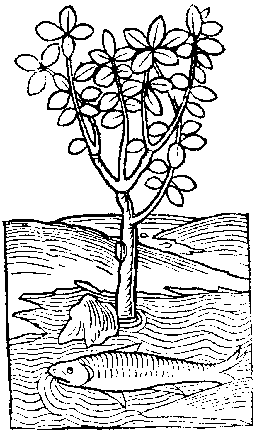 fish_and_tree