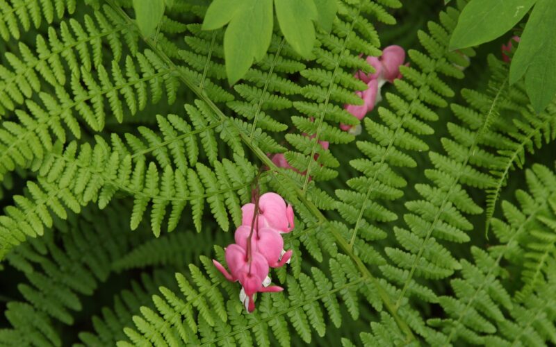The Garden Comes to Life