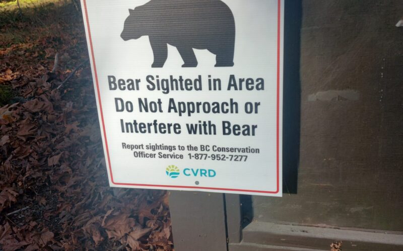Do Not Interfere with Bears